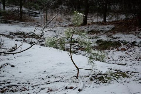 Winter forest.1-7 Stock Photos