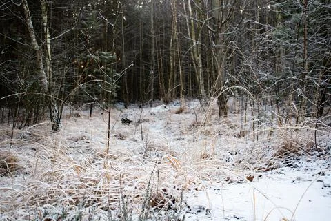 Winter forest.1-8 Stock Photos