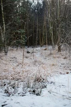 Winter forest.1-9 Stock Photos