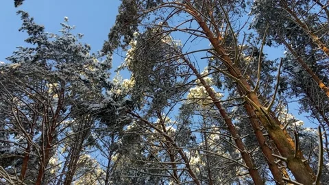 Winter forest(2). Video stock 226950995