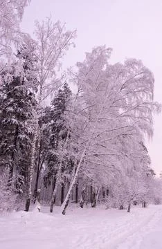 Winter forest.Background. Winter forest in fluffy white snow. Stock Photos
