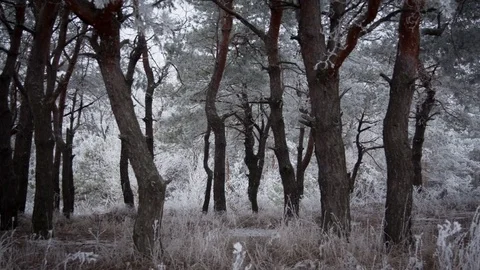 Winter forest,dream forest Stock Footage 75809955