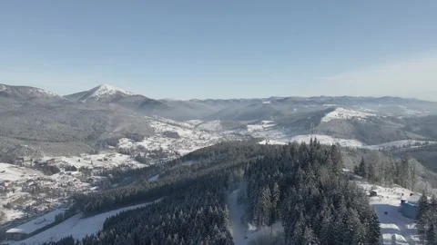 Winter forest.Pine trees Stock Footage 147980241