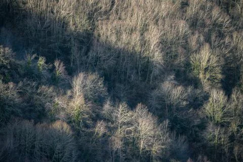 Winter forests of bare branches lit by a weak sun Foto stock
