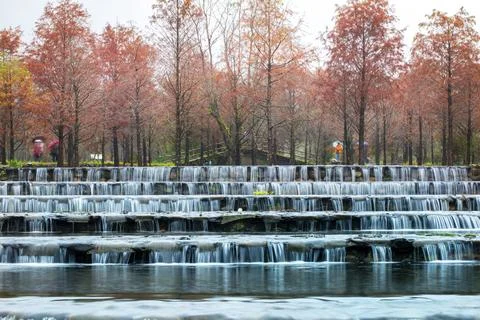 In winter, forests, falling feathers pine, leaves, turning red Stock Photos