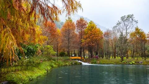 In winter, forests, falling feathers pine, leaves, turning red Stock Photos