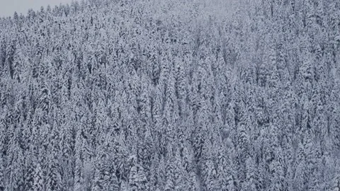 Winter forests in mountains Video stock 138512326