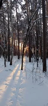 Winter forests Foto stock