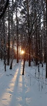 Winter forests Foto stock
