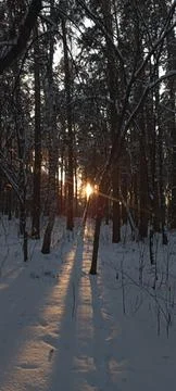 Winter forests Foto stock