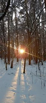 Winter forests Foto stock