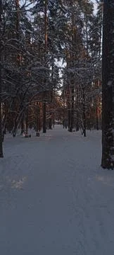 Winter forests Foto stock