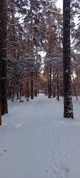 Winter forests Foto stock