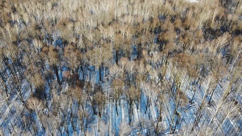 Winter forests in Russia Stock Footage 87843545