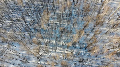 Winter forests in Russia Stock Footage 87843573