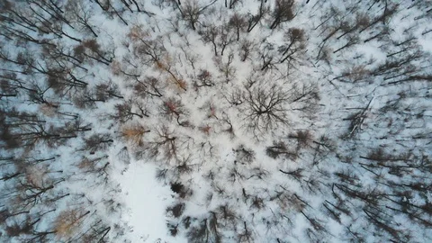 Winter forests in Russia Stock Footage 87843666