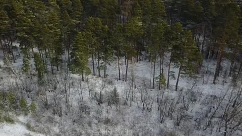 Winter Forrest Flight Stock Footage 95780362