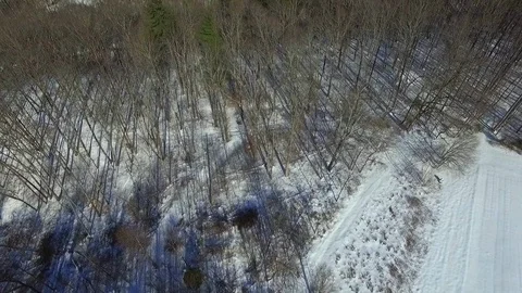 Winter forrest floor Stock Footage 88734658