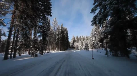 Winter forrest Stock-Footage 7749234