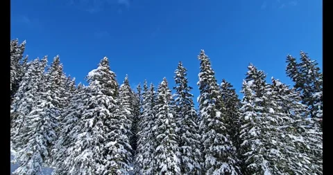 Winter Forrest Video stock 267196185