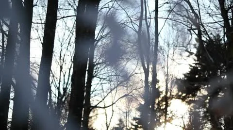 Winter forrest landscape - focus play Stock Footage 10595374