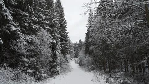 Winter Forrest Snow 4K Video stock 85539251