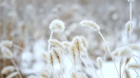 Winter foxtail grass Stock Footage 347245675