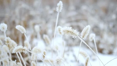 Winter foxtail grass Stock-Footage 347245676