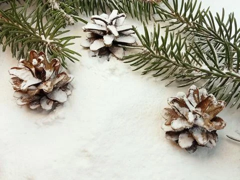 Winter Frame with Pine Cones and Fir Branches on Snow Stock Photos