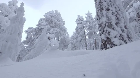 Winter freezed forest nature background Stock Footage 86219103