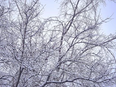 Winter freshness. Tree branches covered with fluffy snow Stock Photos