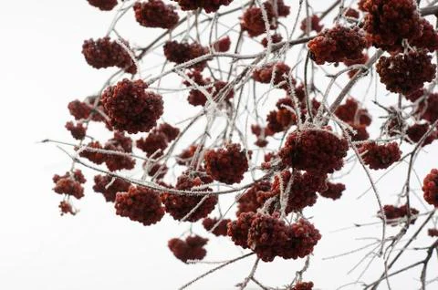 Winter frost covered branches of red rowan Stock Photos