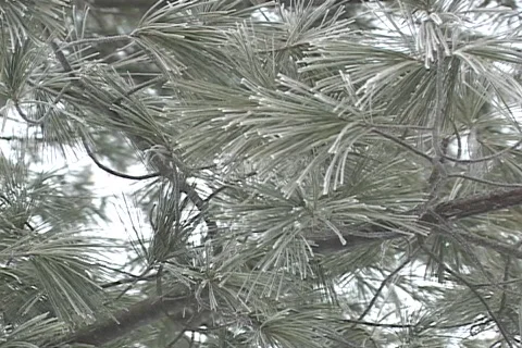 Winter Frost Video stock 92367