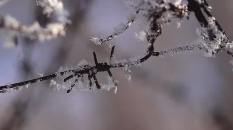 Winter frost Stock Footage 46214271