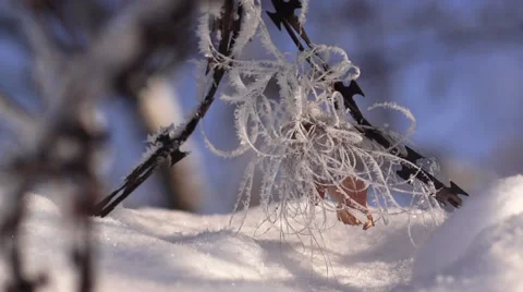 Winter frost Stock Footage 46231215