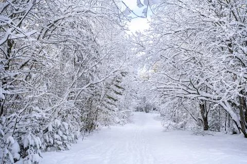 Winter frost forest. Path through the snow covered trees and bushes. Stock Photos