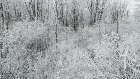 Winter Frost Forest Push In Video stock 260139293