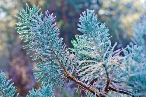 Winter frost pine 스톡 사진