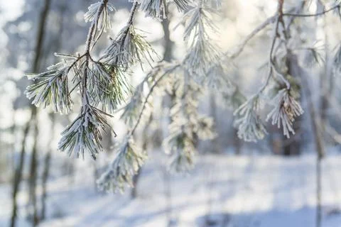 Winter frost on the pine tree 스톡 사진