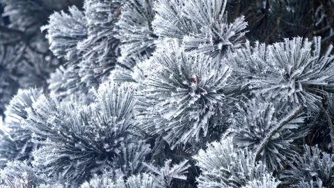 Winter Frost on Pine Trees – Misty Ice Details 4K Cinematic Nature Stock-Footage 320189245