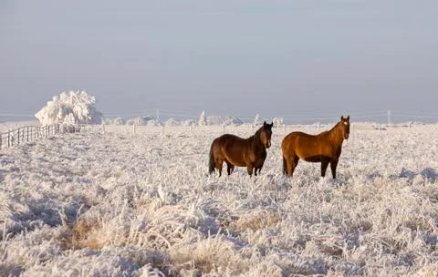 Winter Frost Saskatchewan Stock Photos