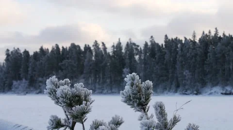 Winter frost on spruce tree  close-up .Shallow depth-of-field Vídeo Stock 60764505