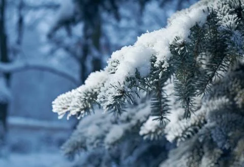 Winter frost on spruce tree Foto stock