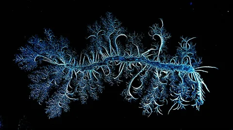 Winter frost on windows formation. Stock Footage 57334150