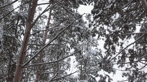 Winter frozen forest and trees Stock Footage 71620229