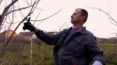 Winter fruit pruning Stock Footage 48859316