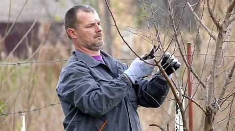 Winter fruit pruning Stock Footage 48859648
