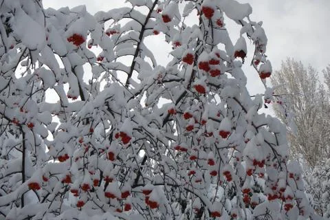 Winter fruit tree Foto stock