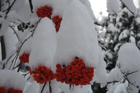 Winter fruit tree Stock Photos
