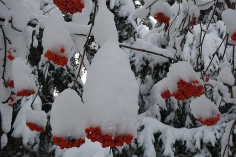 Winter fruit tree Foto stock